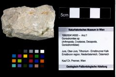 Foto (Objekt + Etikett) von Goniodromites sp.  (NHMW-GEO-1990-0041-4000)